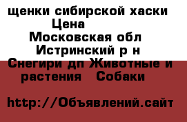 щенки сибирской хаски  › Цена ­ 10 000 - Московская обл., Истринский р-н, Снегири дп Животные и растения » Собаки   